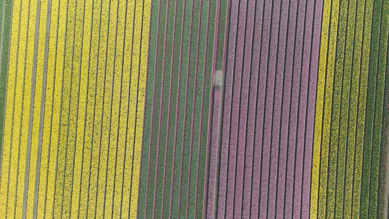 네덜란드의 다채로운 립 꽃