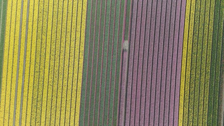 Campi fioriti colorati di tulipani nei Paesi Bassi