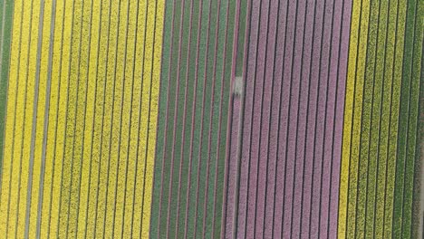 Colorful-flower-fields-of-tulips-in-the-Netherlands