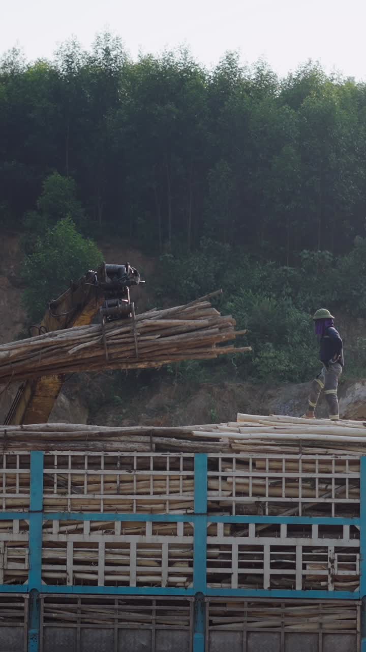 Timber Logging Operation