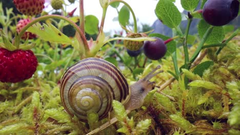 Snail-close-up,-looking-at-the-red-strawberries