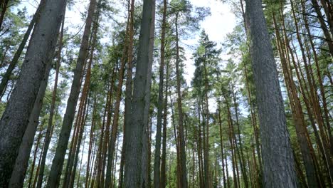 Heller-Tag-Im-Nadelwald.-Sonnenstrahlen-Bahnen-Sich-Ihren-Weg-Durch-Die-Hohen-Kiefern