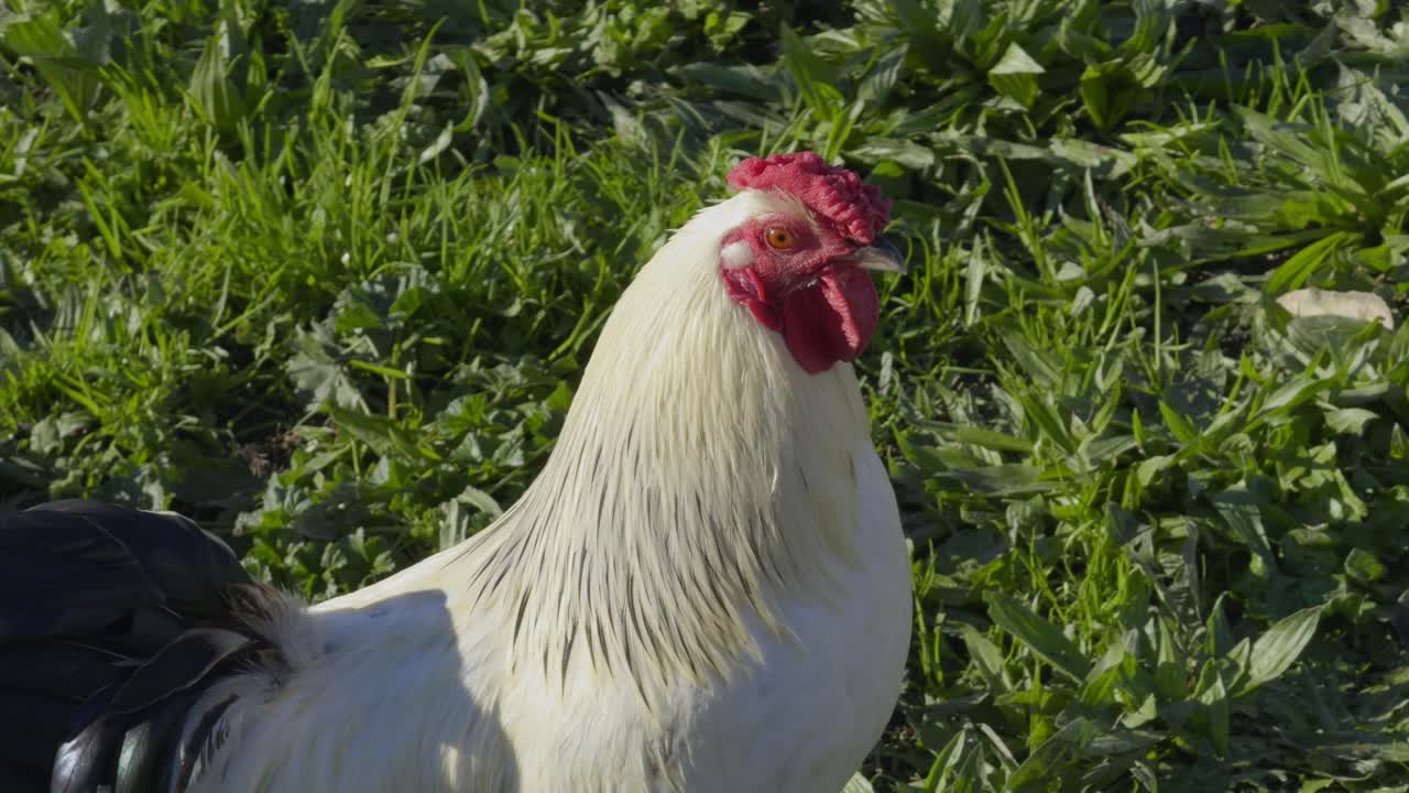 orgulloso gallo negro y blanco de pie alto en un campo de hierba rural