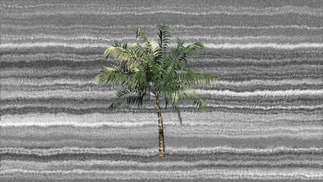 palm tree and static