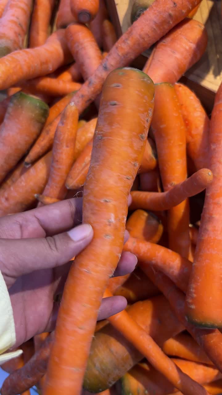 Hand Picking a Fresh Carrot from a Pile in a Grocery Store