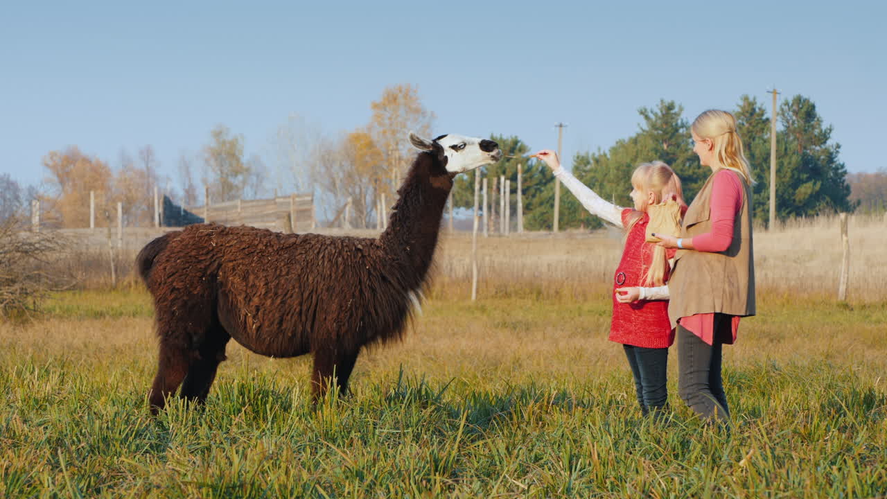 아이를 둔 여성이 알파카 크래커를 대접하며 즐거운 시간을 보냅니다.