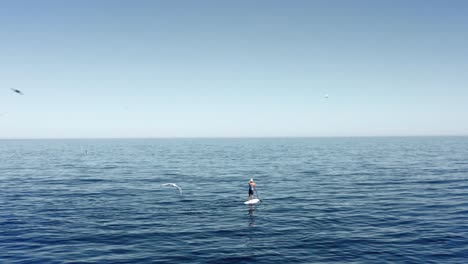 man paddling on sup alone in the open ocean. flock of birds and seals in water. explore and adventure concept.