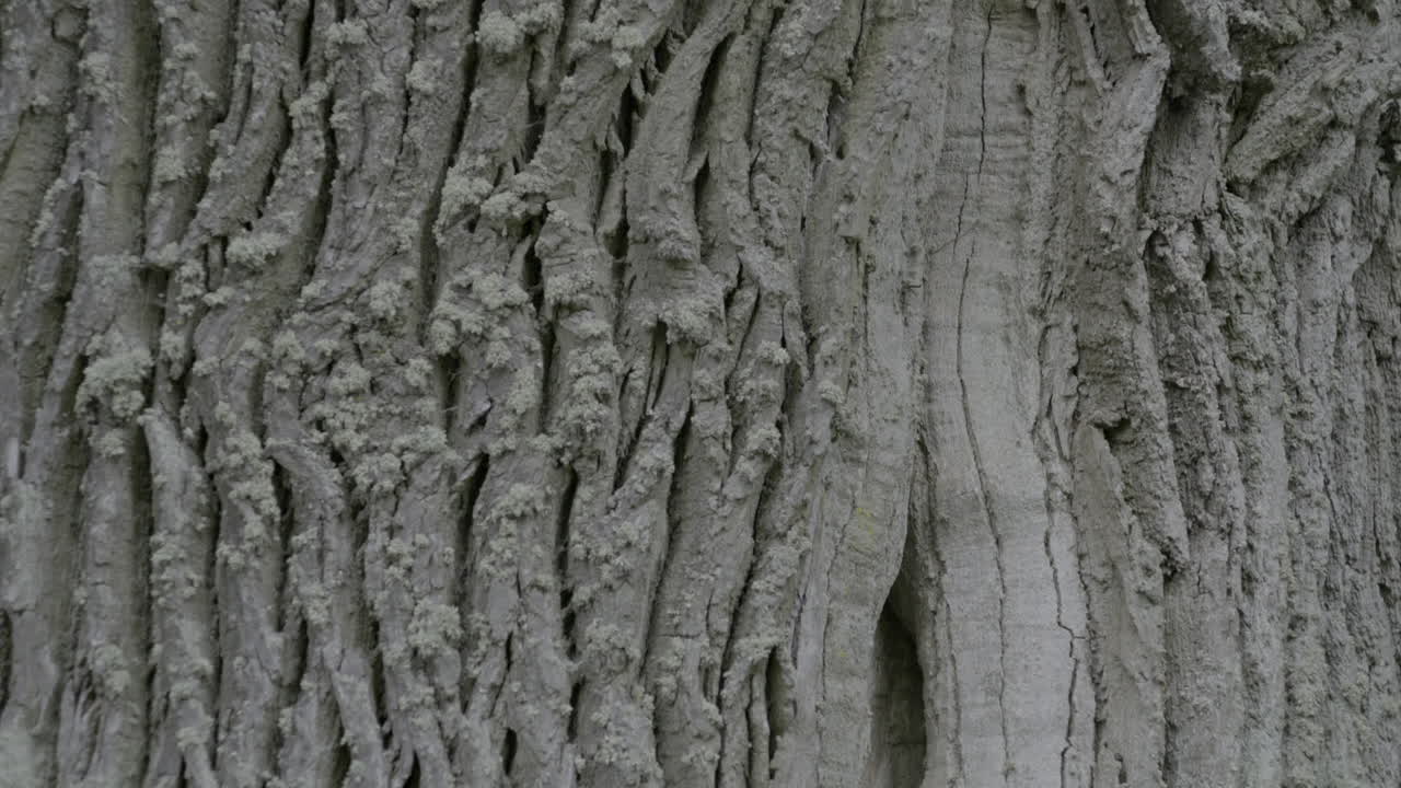 primer plano sobre la corteza de los árboles antiguos - inclinación