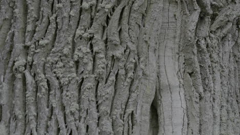 closeup on ancient tree cortex - tilt