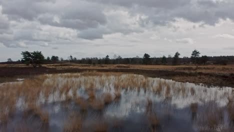 imágenes aéreas, volando con un dron sobre un estanque con pastos en el veluwe holandés