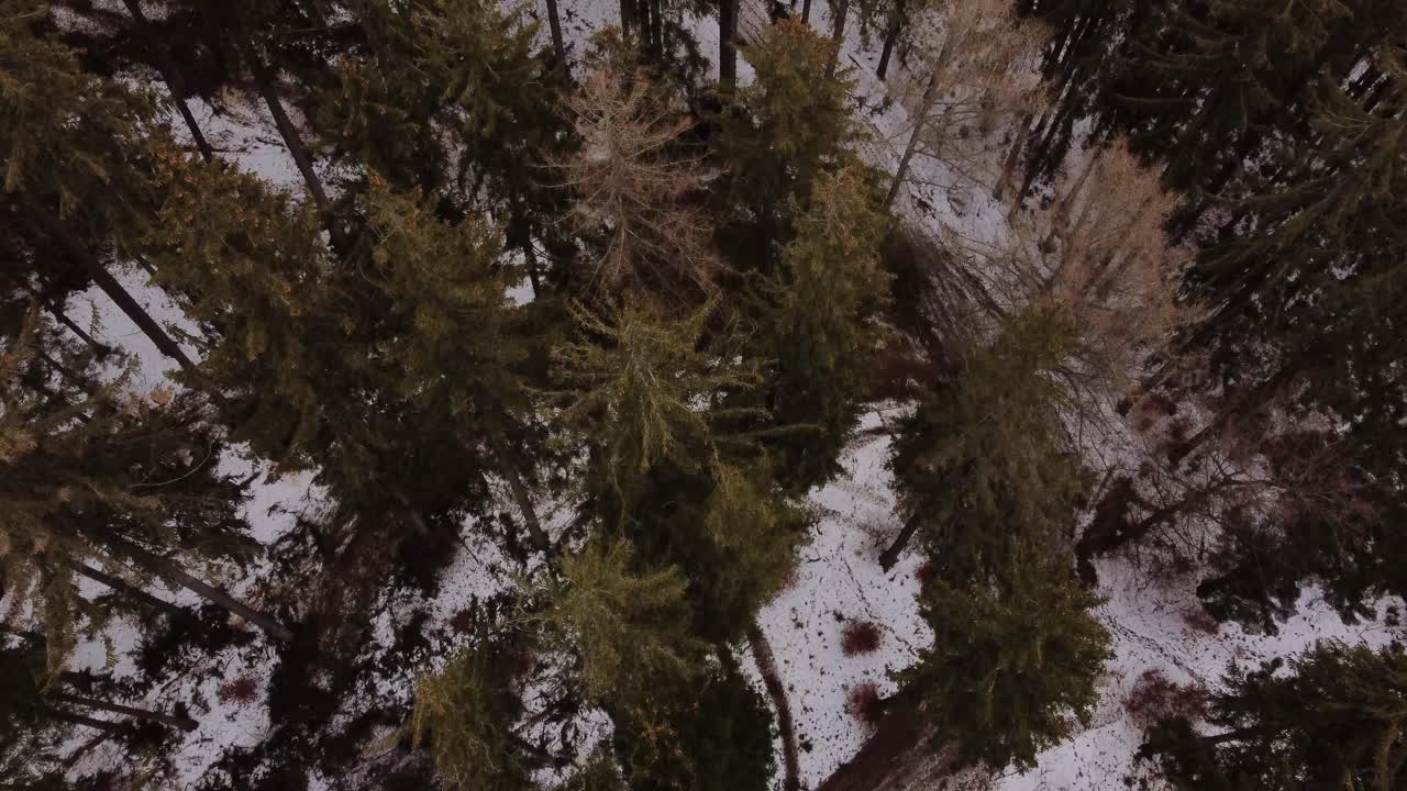 산맥의 소나무 위로 날아가는 공중 샷