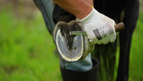 hand treatment and treatment cleaning the hooves of a brown horse