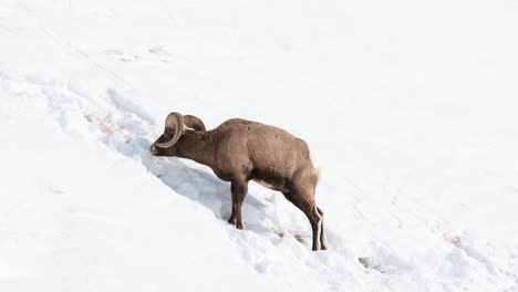 Borrego-Cimarrón-Pastando-En-Invierno-En-Montana