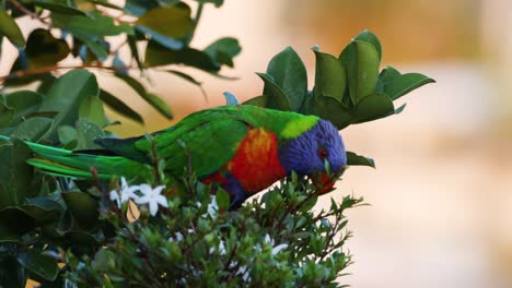 colorful bird interacts with blossoms over time