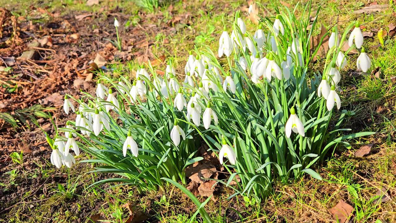 Fiori bianchi freschi che emergono dal terreno, portando calma e un rinnovamento stagionale.