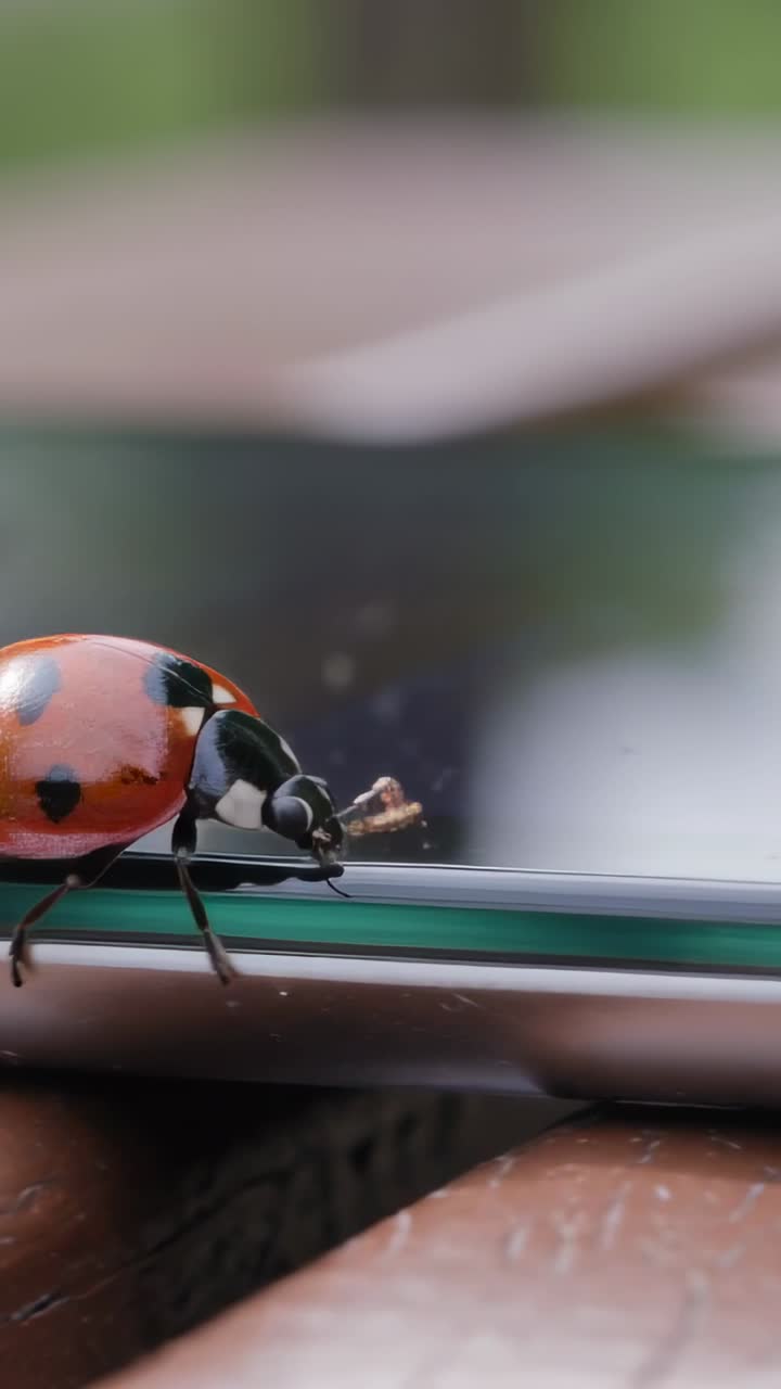 Vertical video: Landing red ladybug probing phone rim on wood table, exploring dust near foliage