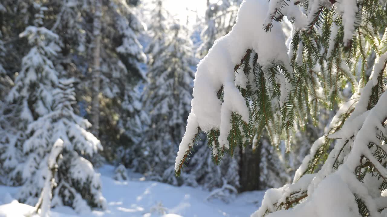 Nærbilde av en furugren i en snødekt skog.