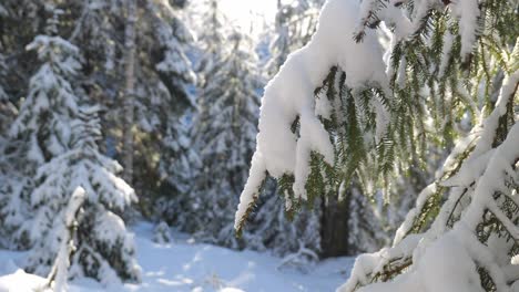 Close-up-of-pine-tree-branch-in-snow-covered-forest