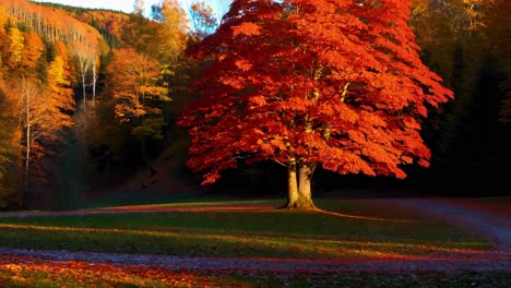 vibrant autumn maple tree in a forest landscape