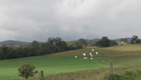 White-flock-of-birds-fly-over-a-green-cattle-farm