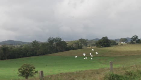 Bandada-Blanca-De-Pájaros-Vuela-Sobre-Una-Granja-De-Ganado-Verde