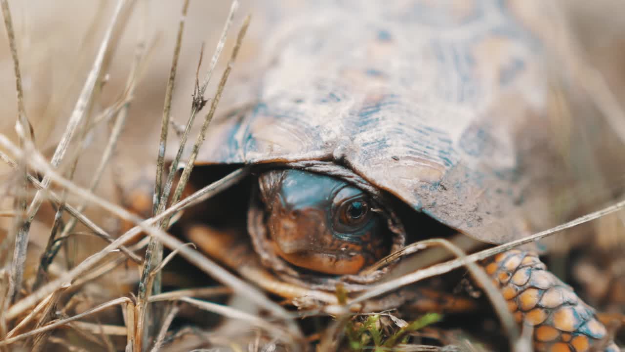 Adult Box Turtle Moving Eyes Push-In, Light and Shadows Slow Motion Teal and Orange
