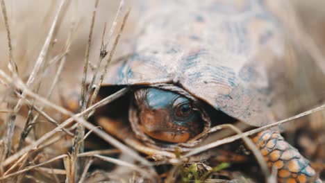 adult box turtle moving eyes push-in, light and shadows slow motion teal and orange