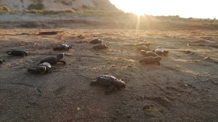 Baby Sea Turtle Hatching On a beach turkey