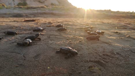 baby sea turtle hatching on a beach turkey