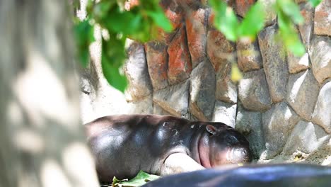 a pygmy hippo relaxes in a zoo enclosure