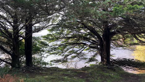 Walking-along-the-coast-of-Muckross-lake-in-county-Kerry,-Ireland