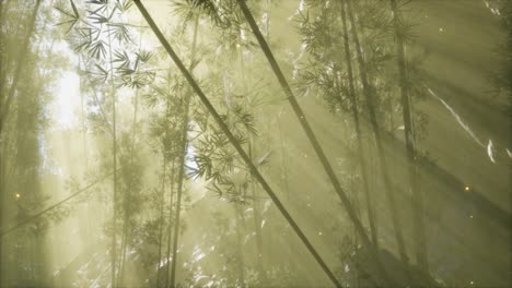 Asiatischer-Bambuswald-Mit-Morgennebelwetter
