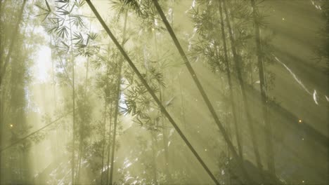 asian bamboo forest with morning fog weather