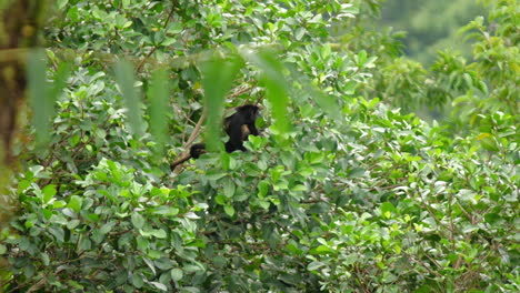 mono aullador de manto en las selvas tropicales de costa rica