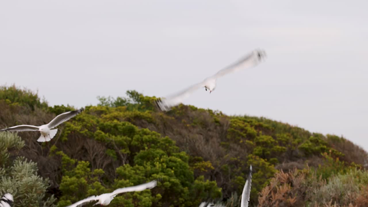 Seagulls gracefully fly above dense greenery along the Great Ocean Road, captured in natural lighting with dynamic motion
