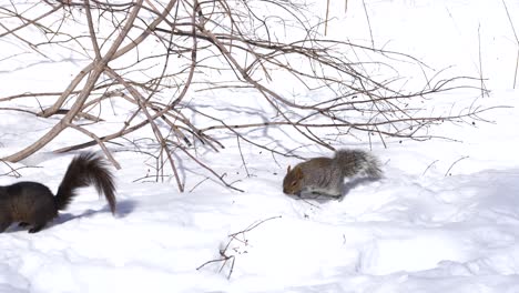 dark squirrel runs away on snow from wife during sunny cold winter day