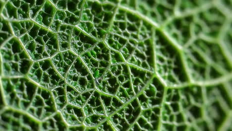 close-up of a cabbage leaf texture