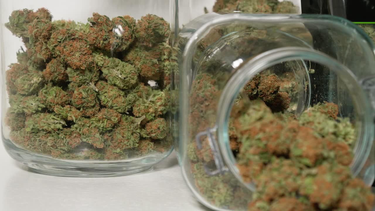 Dolly-shot af høstede cannabisblomster i krukker foran en hvid baggrund