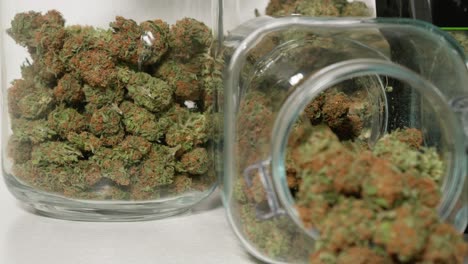 dolly shot of harvested cannabis blooms in jars in front of a white background