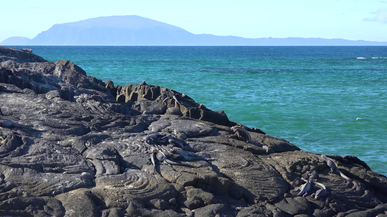 해양 이구아나는 에콰도르 갈라파고스 제도의 화산석에 완벽하게 위장되어 있습니다.