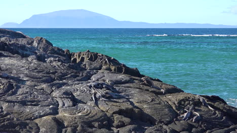 marine iguanas are perfectly camouflaged on volcanic stone in the galapagos islands ecuador