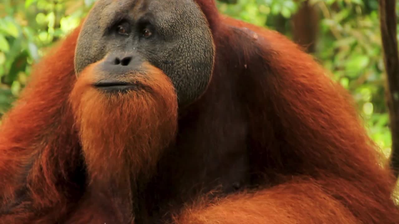 Portrait of Male Sumatran Orangutan munching and chewing fruit amidst Sumatran Forest, Indonesia - Close up shot portrait