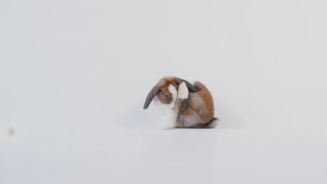 retrato de estudio de un conejo de orejas pequeñas de color marrón y blanco que se limpia a sí mismo sobre un fondo blanco