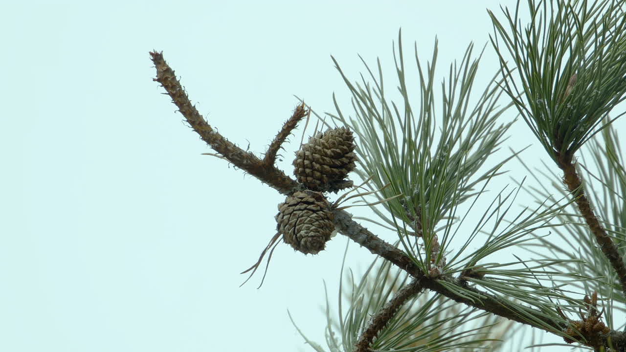 Pine cones hanging from the end of a tree branch during a Maine snowfall. Clip A.