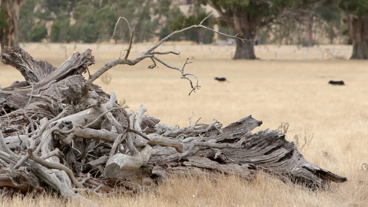 Dead Tree in a Field