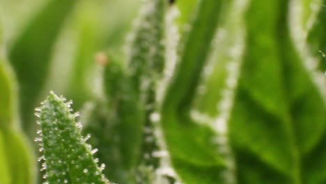 extreme macro close up of green hemp plants with stalk, steam, leaves and flowers in soft summer breeze