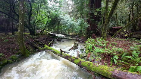 slow motion landscape river water flows, waterfall through redwoods forest muir woods national monument