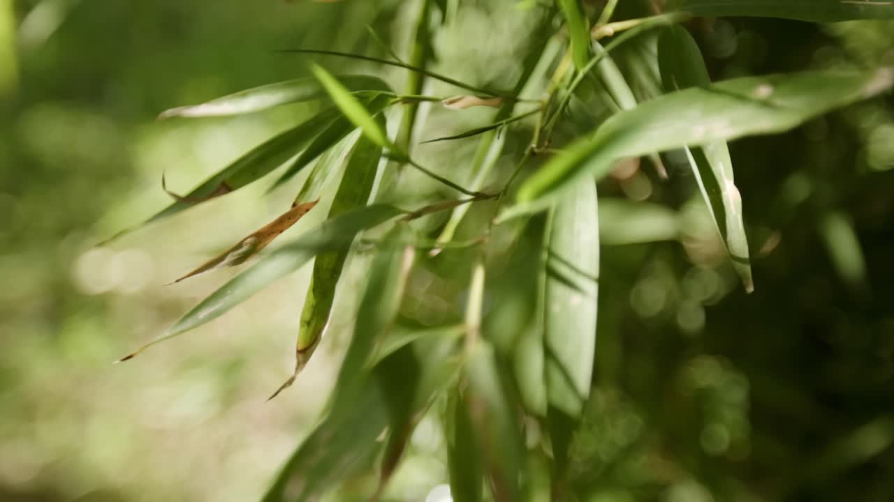 Bamboo Leaf In Bokeh Background. Selective Focus Shot