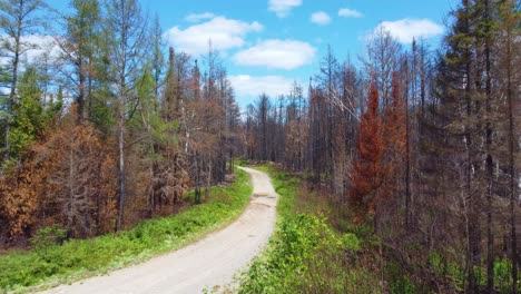 Aerial-view-along-roadway-of-burned-trees-from-Canada-wlidfires,-Toronto,-Quebec