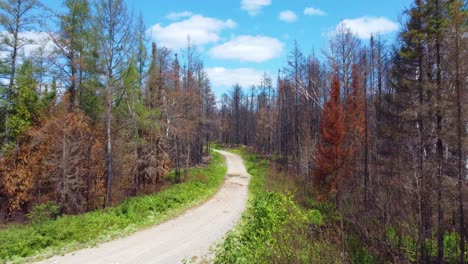 vista aérea a lo largo de la carretera de árboles quemados desde canadá wlidfires, toronto, quebec
